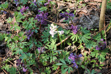 Spring forest flowers. Glades with white and purple flowers