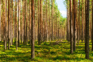 Coniferous green pine forest landscape in summer, Karelia, Russia