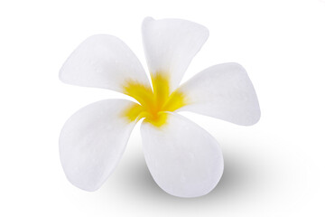 fresh frangimani flower isolated on white background