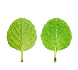 back and front of mint leaf on a white,isolated © supasart