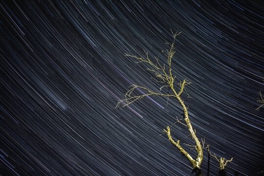 Tree branches on a background of night sky with startails. Night starry sky. Long exposure photo.
