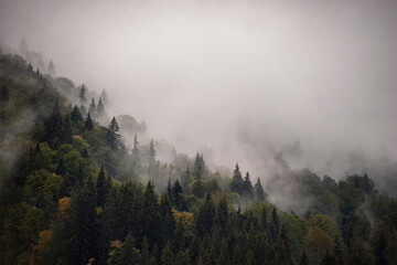 autumn view of the forest in the fog in the mountains of Ukraine