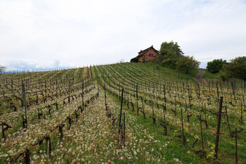 Fototapeta na wymiar terraced vineyards near Lake Geneva, Switzerland