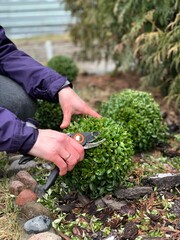 Woman cutting buxus shrub with hand shears.