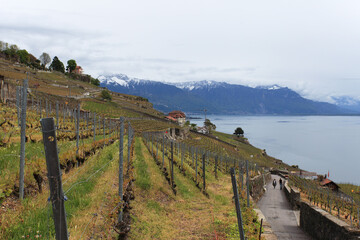 terraced vineyards near Lake Geneva, Switzerland