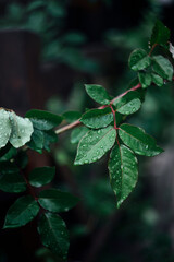 green leaves of trees, rich color