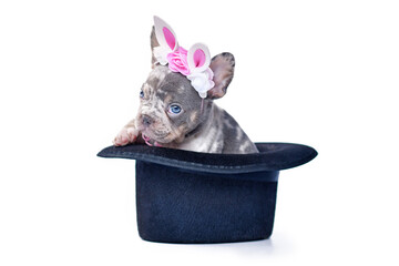 Merle tan French Bulldog dog puppy with Easter bunny headband peeking out of black top hat on white...