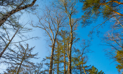 Trees in a forest below a blue sky in bright sunlight in spring, Baarn, Lage Vuursche, Utrecht, The Netherlands, March 26, 2022