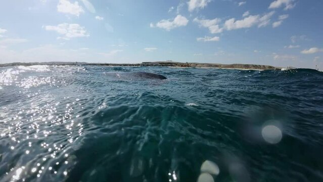 Sea turtle lies under surface of water and takes a breath. Green Sea Turtle (Chelonia mydas) on the waves, Red Sea, Egypt