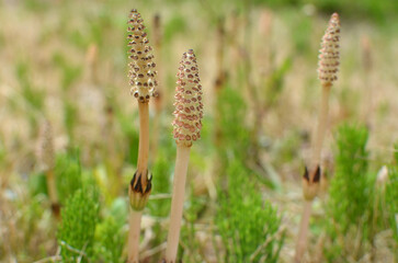 Fertile stems of horsetail (Equisetum arvense). Field horsetail.　つくし
