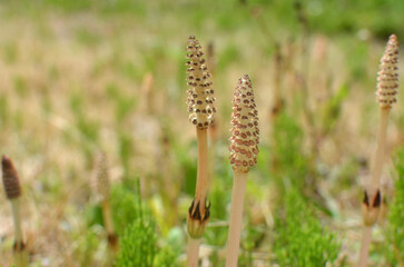 Fertile stems of horsetail (Equisetum arvense). Field horsetail.　つくし