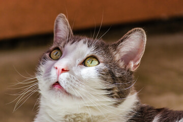 Portrait of a gray and white cat illuminated by the sun. Portrait of a pet, gray and white cats lit by the morning sun on the terrace.