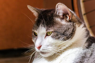 Portrait of a gray and white cat illuminated by the sun. Portrait of a pet, gray and white cats lit by the morning sun on the terrace.
