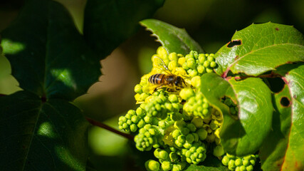 leaf of a bee