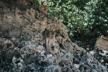 Bali, Indonezja © Wodzownik