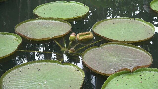 Giant water lily leaf floats on water in the National Orchid Gardens. Blossoming purple and white Lotus flower.