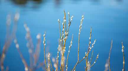 Willow tree bloomig on a sunny winter day.