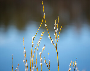 Willow tree bloomig on a sunny winter day.