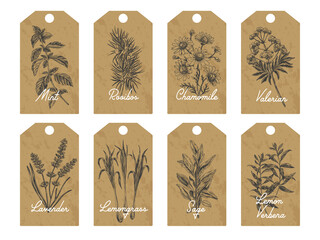 Set of herbal tea tags, vector hand drawn Illustration.