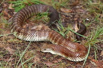 Australian highly venomous Eastern Tiger Snake