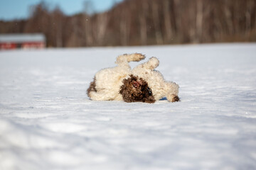 Dog is rolling in the deep snow and scratching its back. the play also chills the dog a bit.