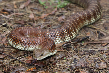 Australian highly venomous Eastern Tiger Snake