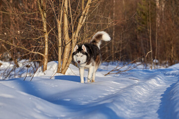 Siberian Husky dog walking in the sunny woods.