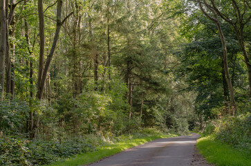 Fototapeta premium road in the woods