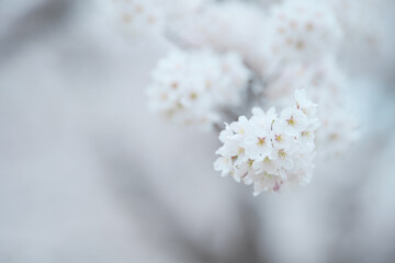 やわらかい雰囲気の桜の花