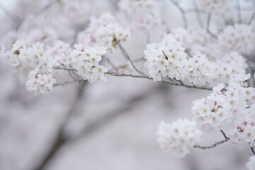 Obraz na płótnie Canvas やわらかい雰囲気の桜の花