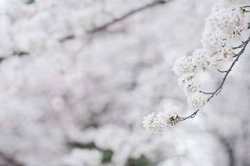 やわらかい雰囲気の桜の花