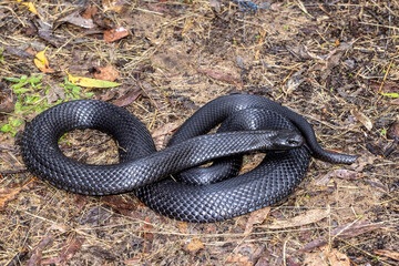 Australian Blue-bellied Black Snake flickering it's tongue