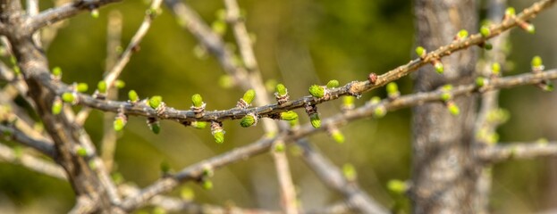 fresh fir needles in spring