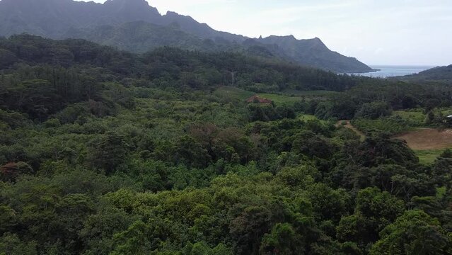 4k drone flight over tree tops and agriculture fields in Moorea Maiao French Polynesia. 