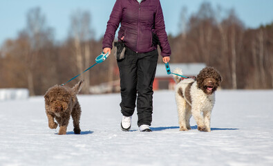 Caucasian woman is walking two dogs on a sunny winter day. Healthy lifestyle concept image.