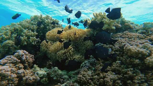 Crystal clear ocean water in French Polynesia. Underwater coral reef and black fish. 