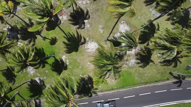High angle top down drone view of palm trees with shadows on Moorea-Maiao beach in French Polynesia.