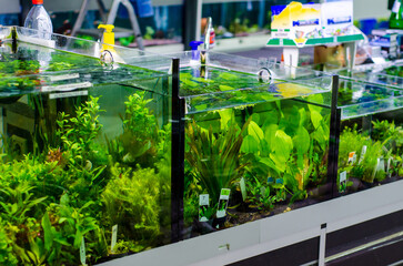 Various aquarium plants for sale in a pet shop