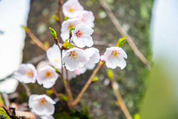 さくらの花