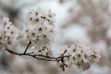 さくらの花