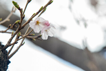 さくらの花