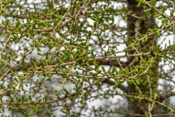 fresh fir needles in spring
