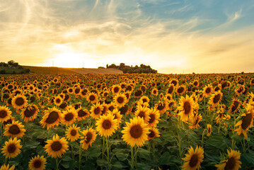 Obraz premium field of sunflowers