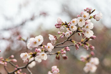 さくらの花