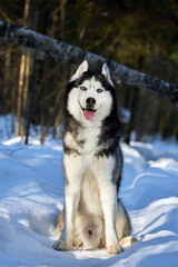 Portrait of cute smiling husky dog in winter snowy sunny forest.