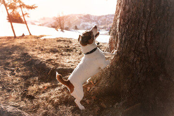 Dog Jack russell terrier near the tree. Dog is standing on 2 paws and looking up at the tree during sunset