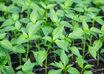 Fototapeta na wymiar Hot pepper seedlings in plastic tray