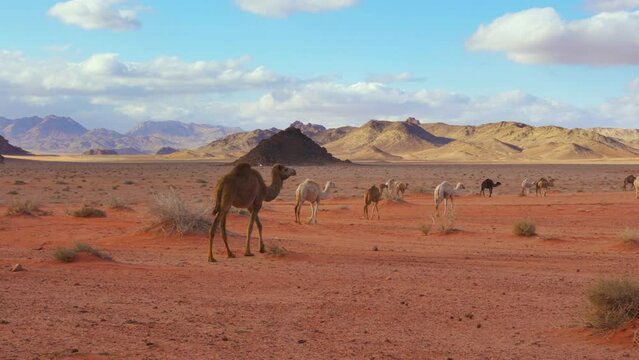 Group of camels walking on orange red sand of Wadi Rum desert, mountains background