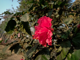 Red hibiscus flowers blossom beautifully in garden.