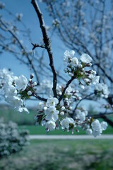 cherry blossom in spring